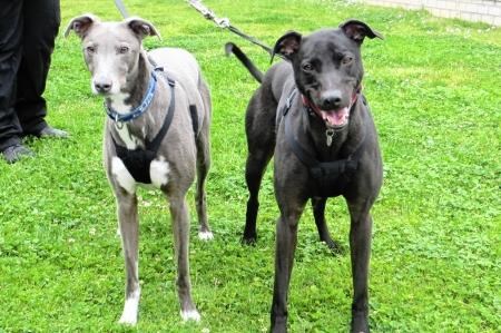 Best mates Doug and Eddie who are looking for a forever home. Picture: Scottish SPCA