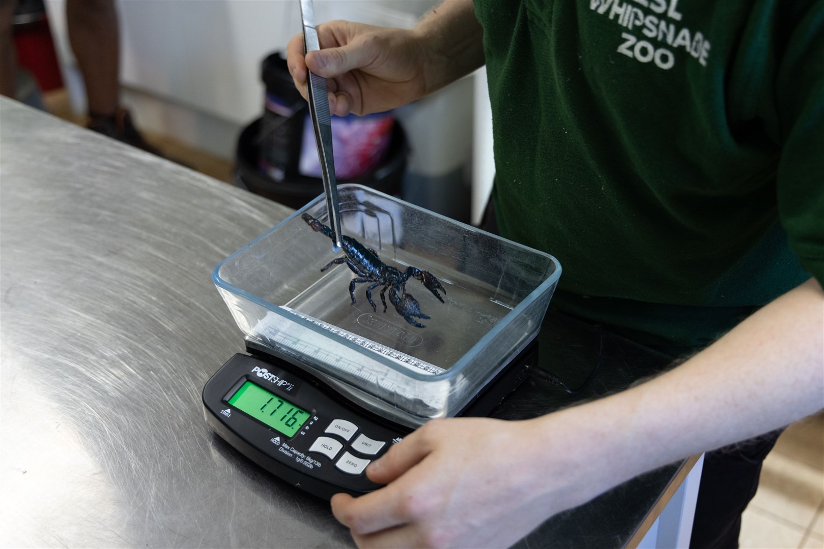 Whipsnade’s smaller creatures required some extra sensitive equipment to weigh them accurately (ZSL/PA)