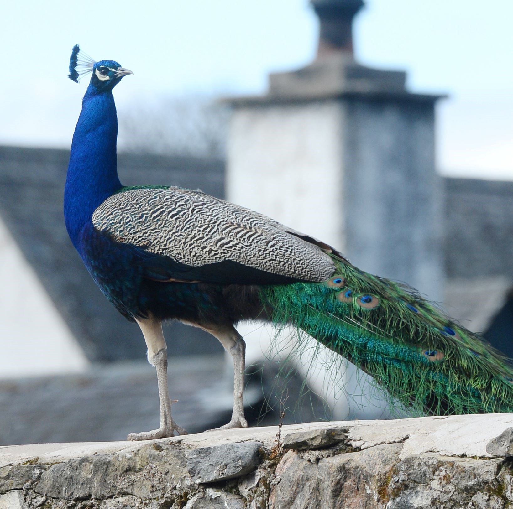 Percy the peacock is the favourite of some – but not all – in Cawdor.