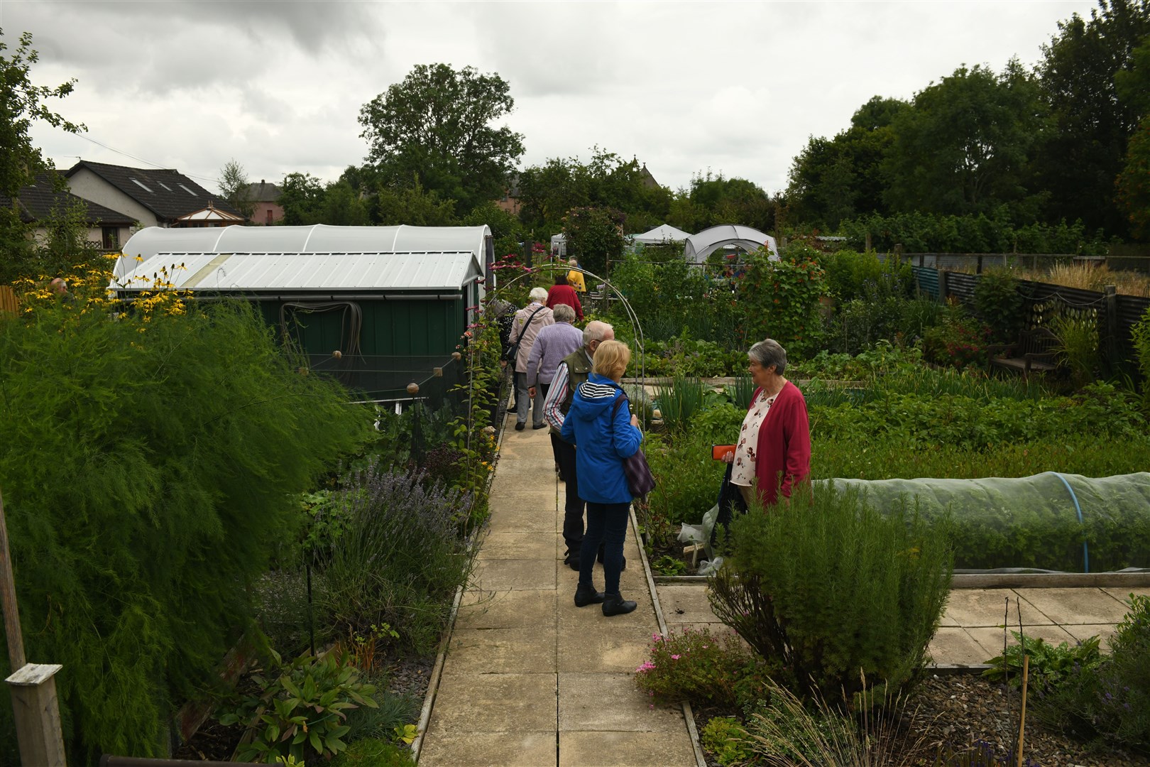 A once-overgrown allotment has been transformed into a flourishing garden.