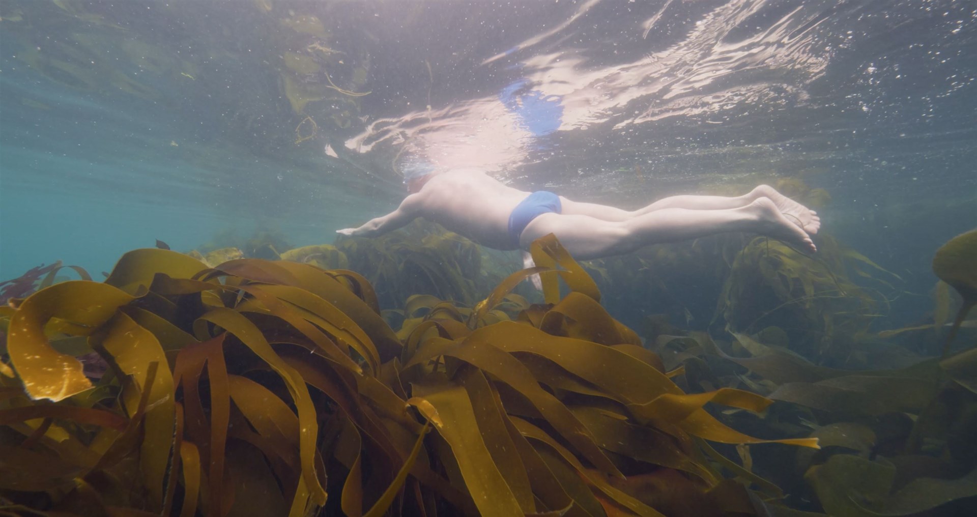 Lewis Pugh swimming among the kelp forests (Lewis Pugh Foundation/PA)