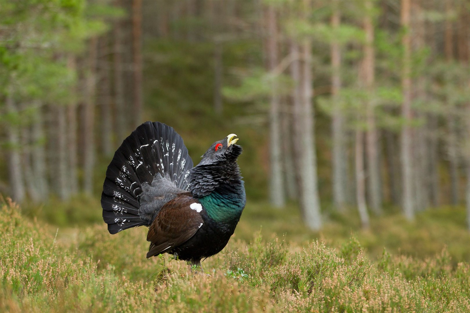 Capercaillie (Tetrao urogallus) adult male displaying in pine wodland, Cairngorms National Park.