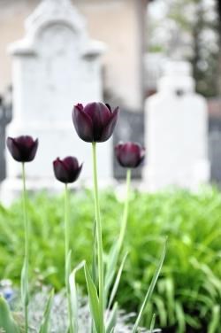 The burial ground extension proposals need to follow legislation dating back to 1855