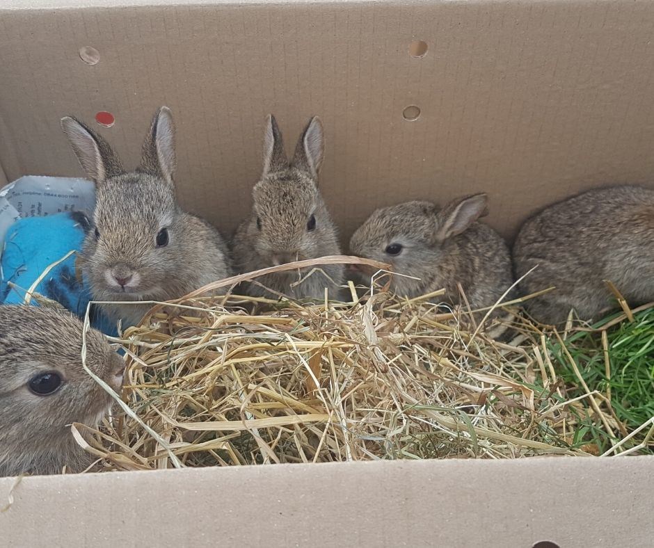 Bunnies rescued by the SPCA in Inverness.
