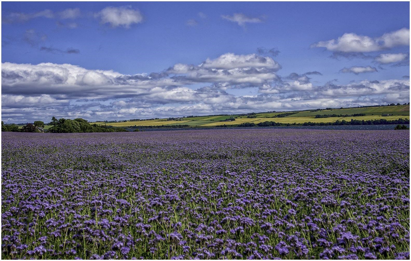 A field of Purple Tansy at Drummond Farm caught the eye of Linda Ross.