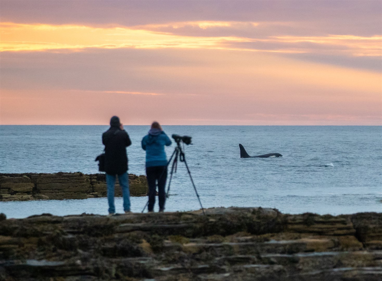 Orca watchers at Brims at sunset as one of the pod comes close to the shore. Picture: Karen Munro