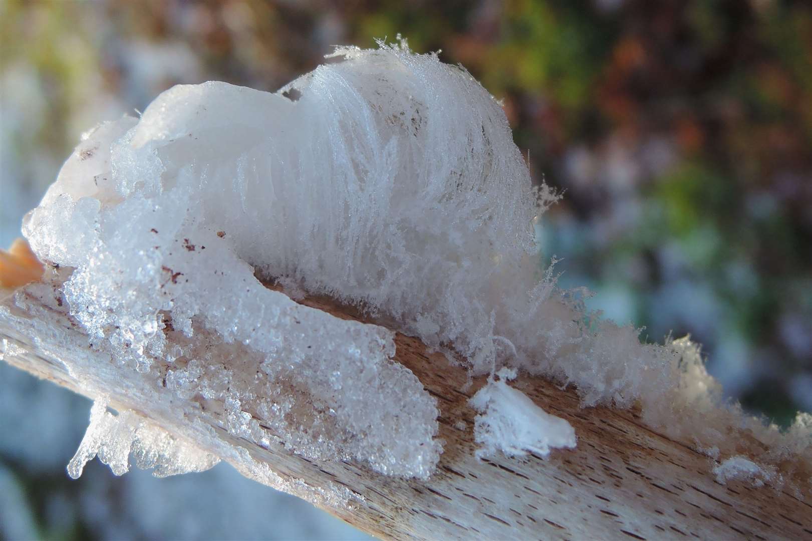 'hair ice' at at Coulags, Lochcarron. It's very delicate and absolutely beautiful. Picture: Ingrid Deschryver