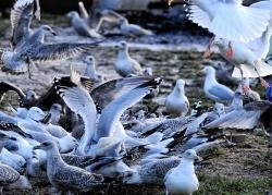 Gulls can become aggressive in the nesting season