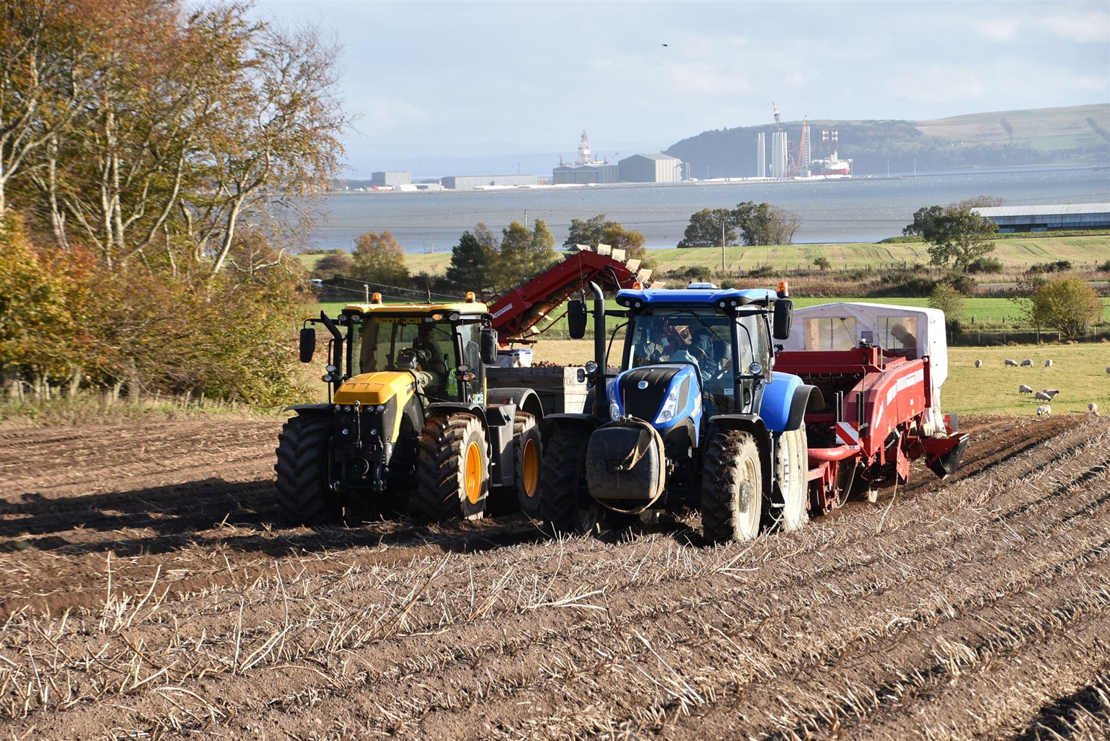 Harvesting potatoes at Balnagown with Nigg Energy Park in the background.