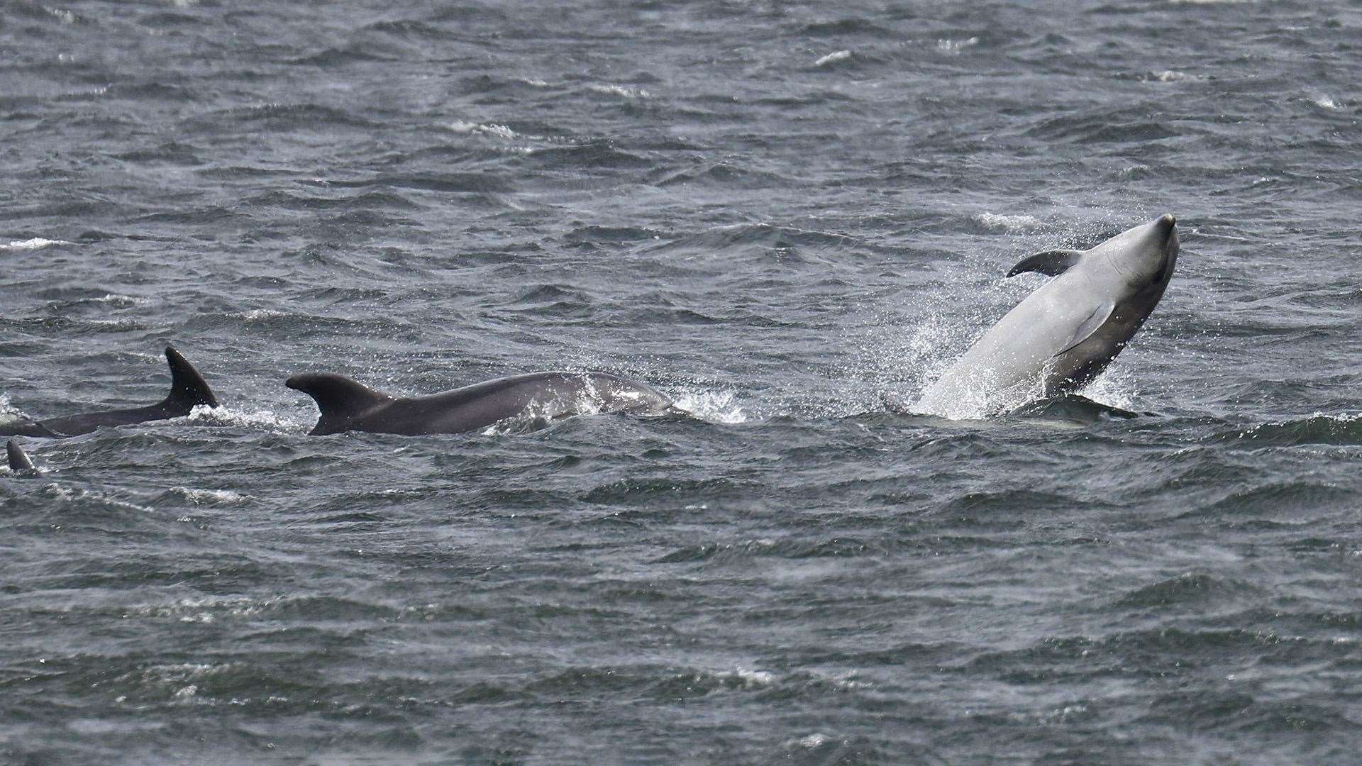 The dolphins finally headed back into the open sea. Picture: WDC/Charlie Phillips.