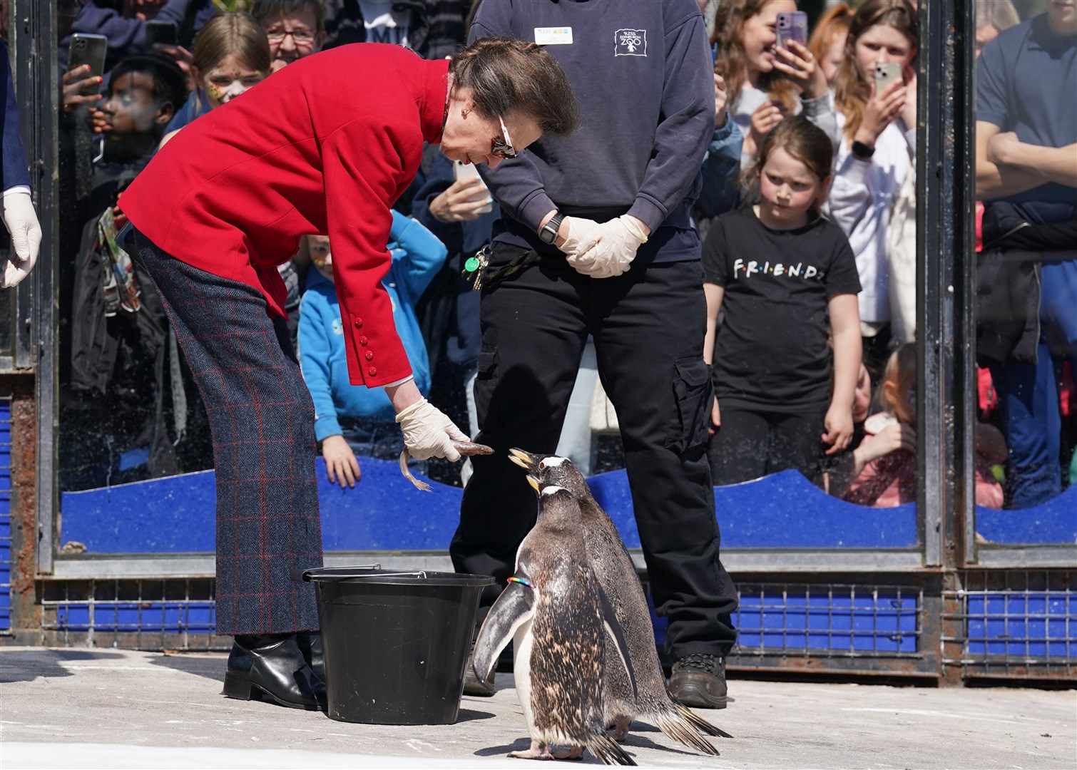 The Princess Royal feeds penguins during her visit to Edinburgh Zoo (Andrew Milligan/PA)