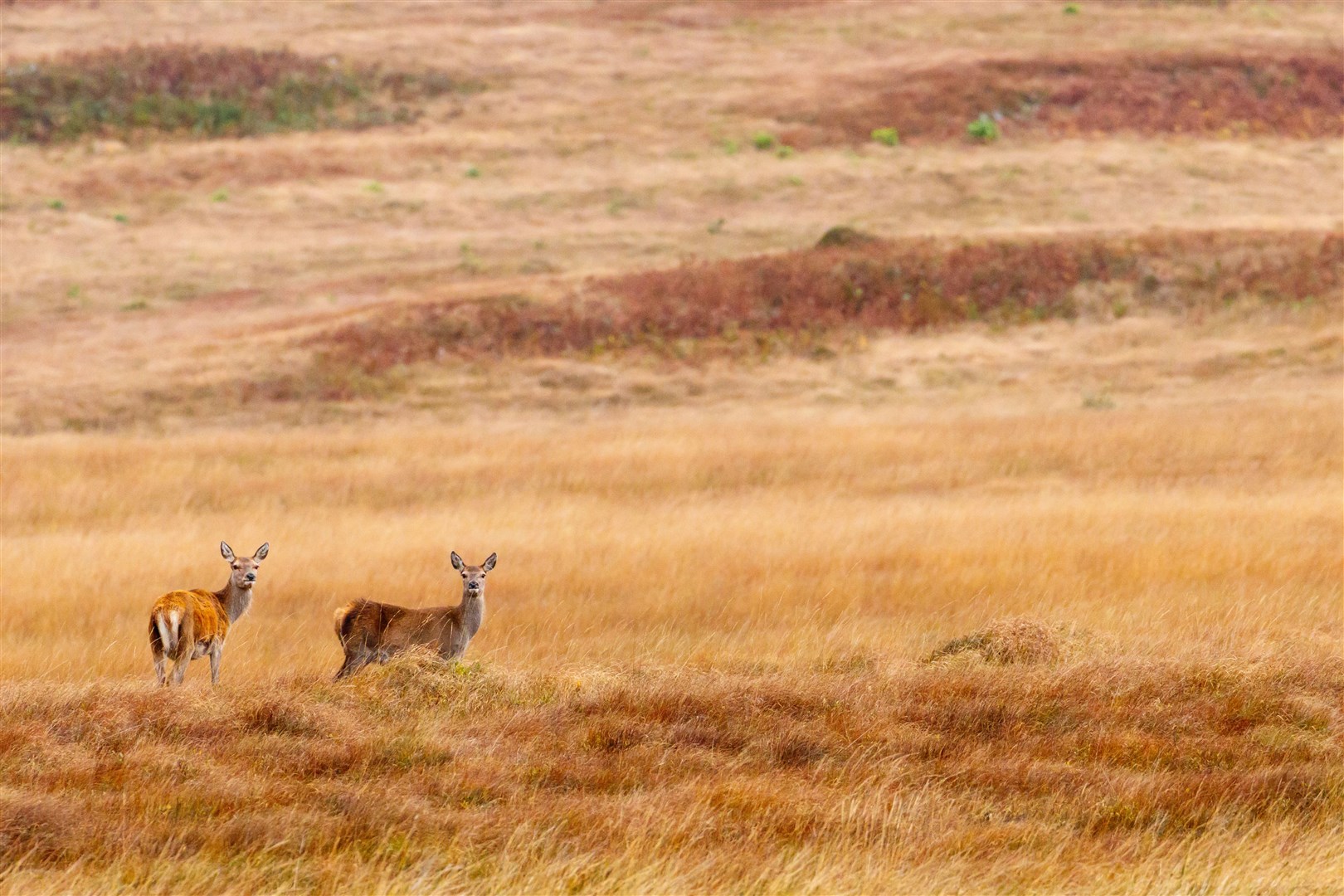 Two red deer standing on moorland