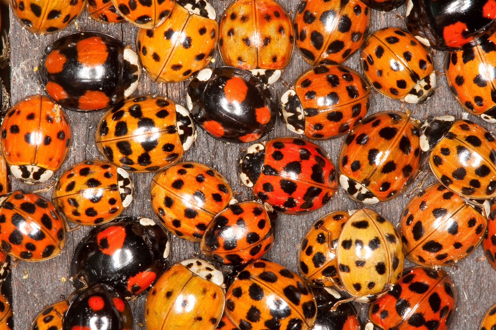 Harlequin ladybirds have also been identified as invasive (Alamy/PA)