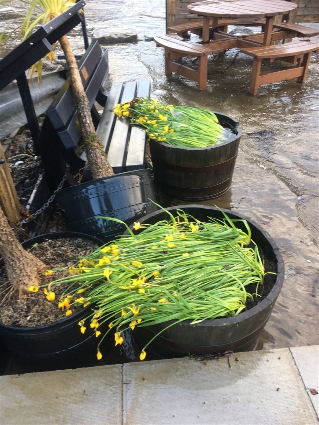 The daffodils took a hammering from the Spring surge.