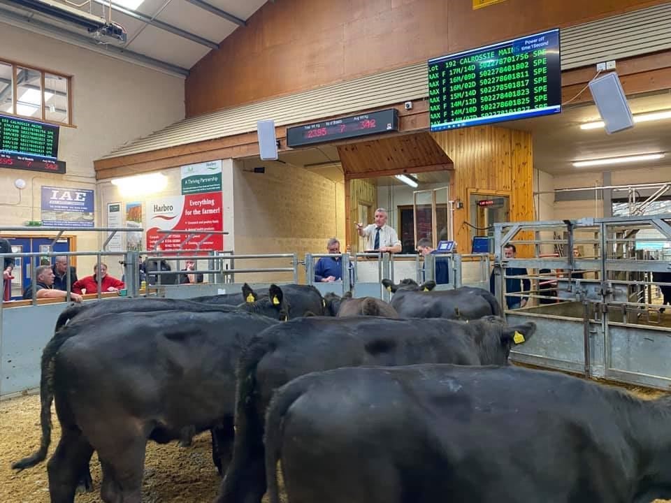 The sale at Dingwall mart. Picture: Dingwall & Highland Marts Ltd.