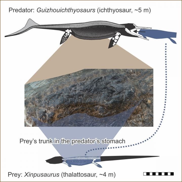The stomach of the ichthyosaur contains the mid-section of another marine reptile that in life would have been only slight smaller (Jiang et al/ iScience)