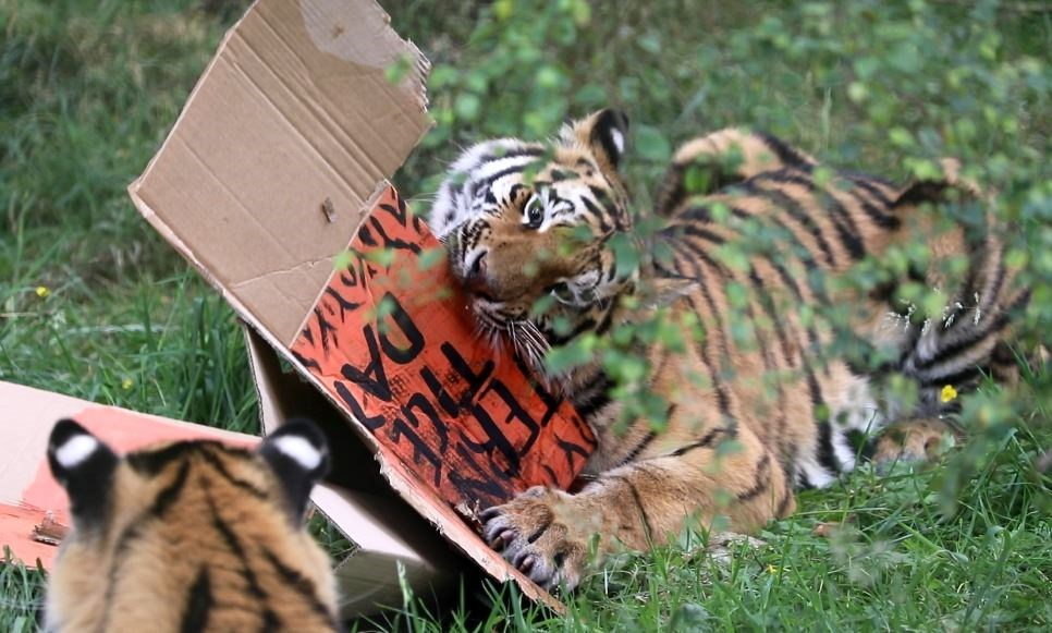 The tigers' curiosity was immediately triggered. Pictures: RZSS