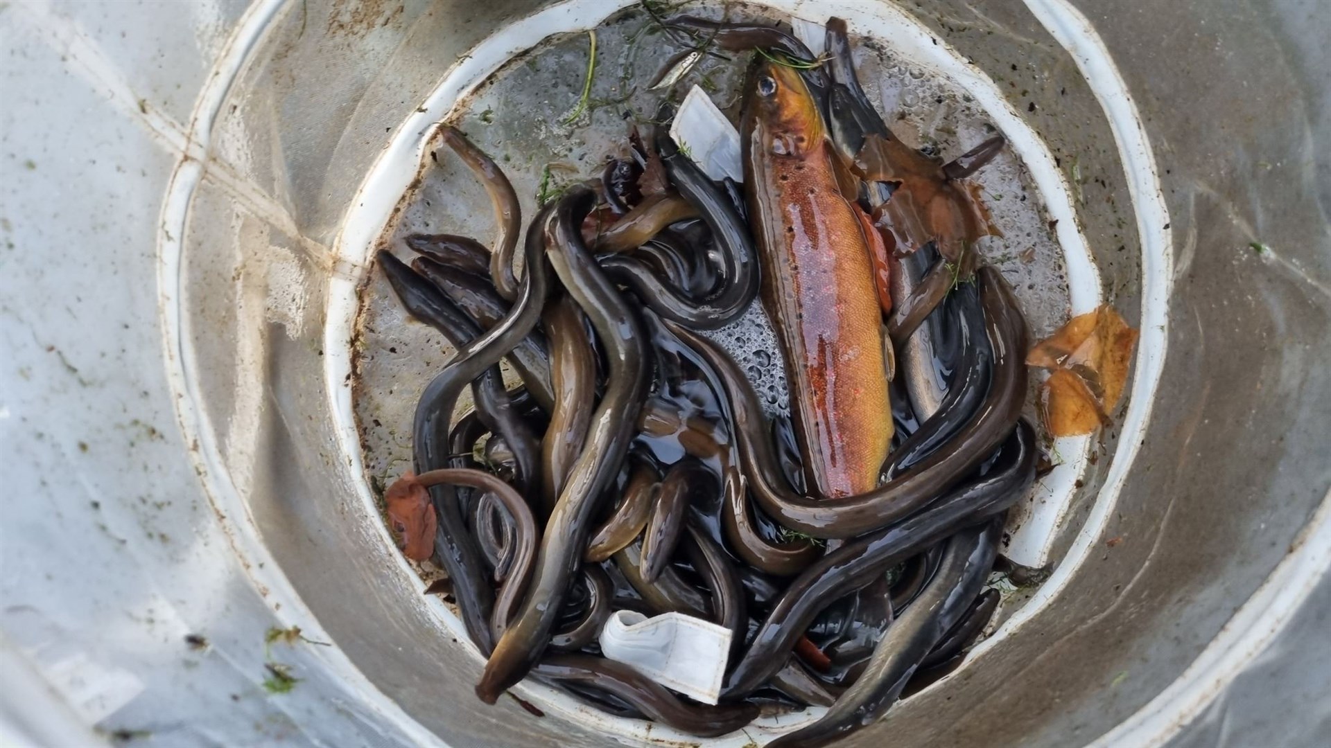 Nice catch of eels and a good brown trout.