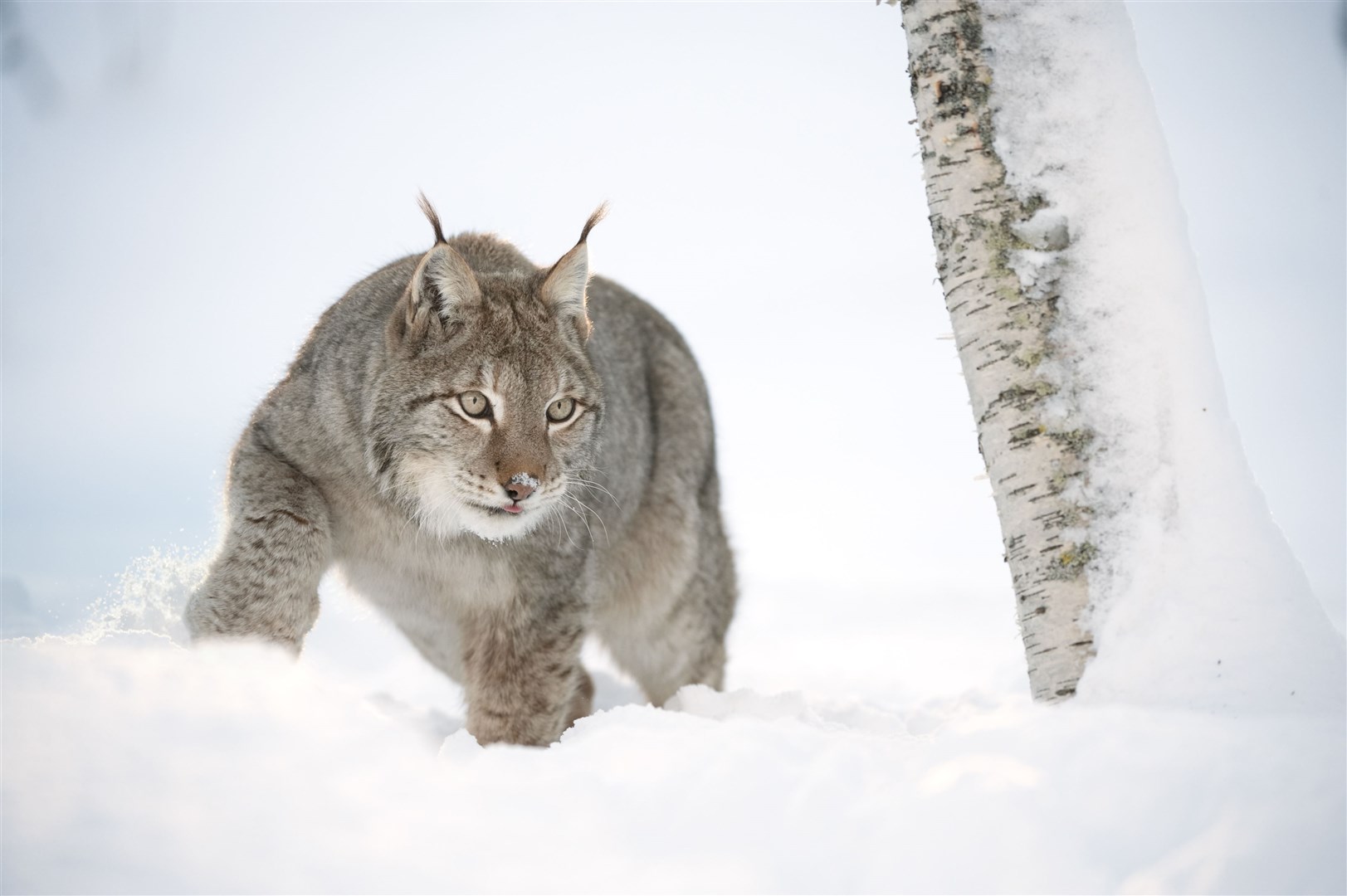 Lynx are a keystone species which can influence how other species interact. Picture: © scotlandbigpicture.com