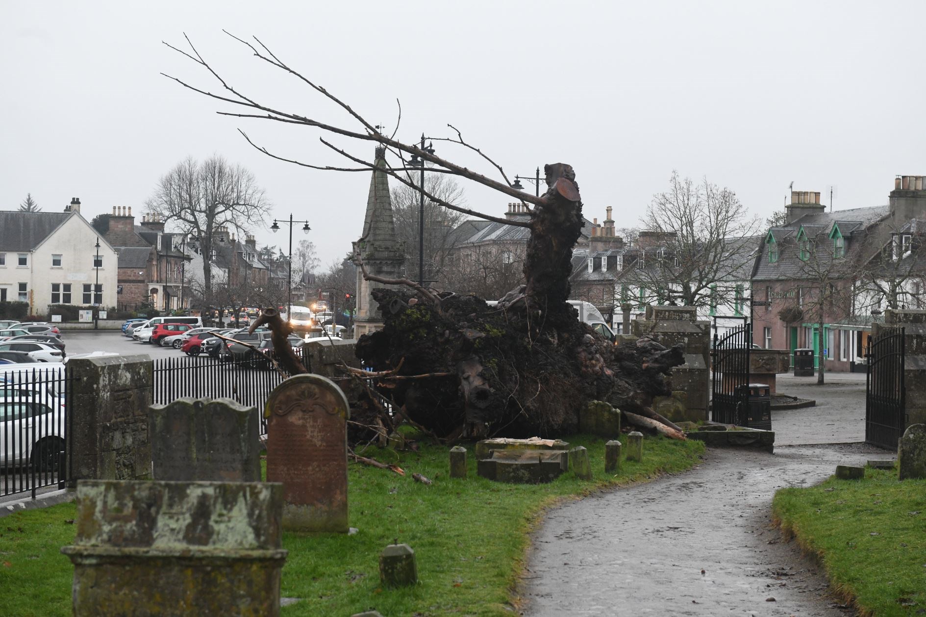 The fallen elm tree in the grounds of Beauly Priory. Picture: James Mackenzie.