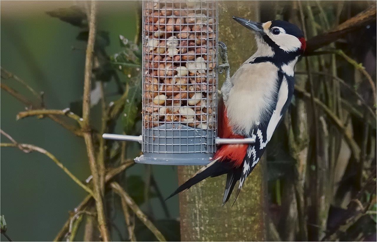 A Great Spotted Woodpecker tucks into some tasty food. Picture by Brian Alexander, of Kirkhill.