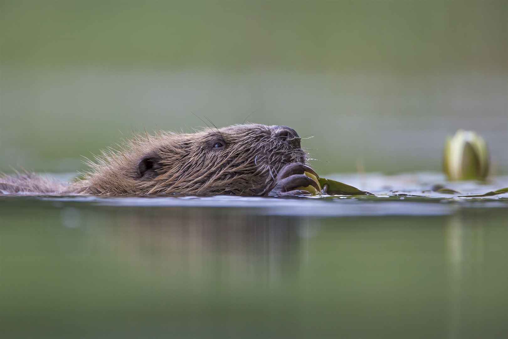 A European Beaver. Picture: Scotland: The Big Picture