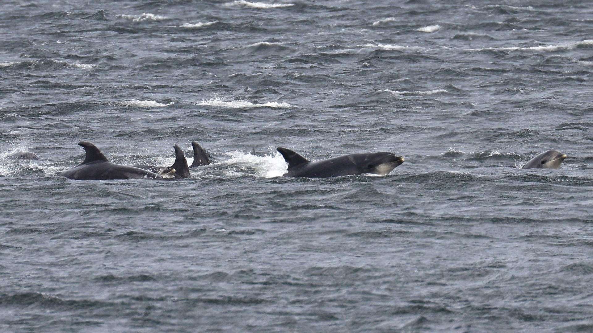 About 50 dolphins were seen in the shallow water near Nigg. Picture: WDC/Charlie Phillips.