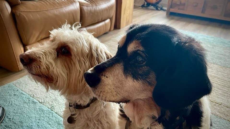 Teddy and Marley, mooching for biscuits, owner Nina Smith.