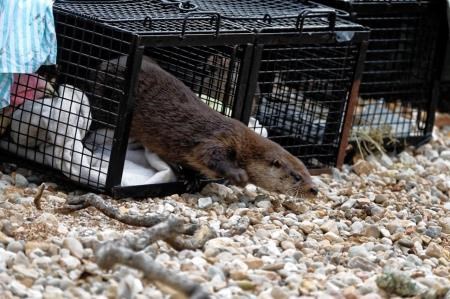 One of the otters is released from its cage.