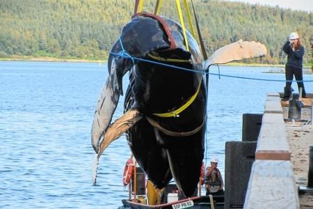 The body of the humpback whale is hoisted out of the sea.
