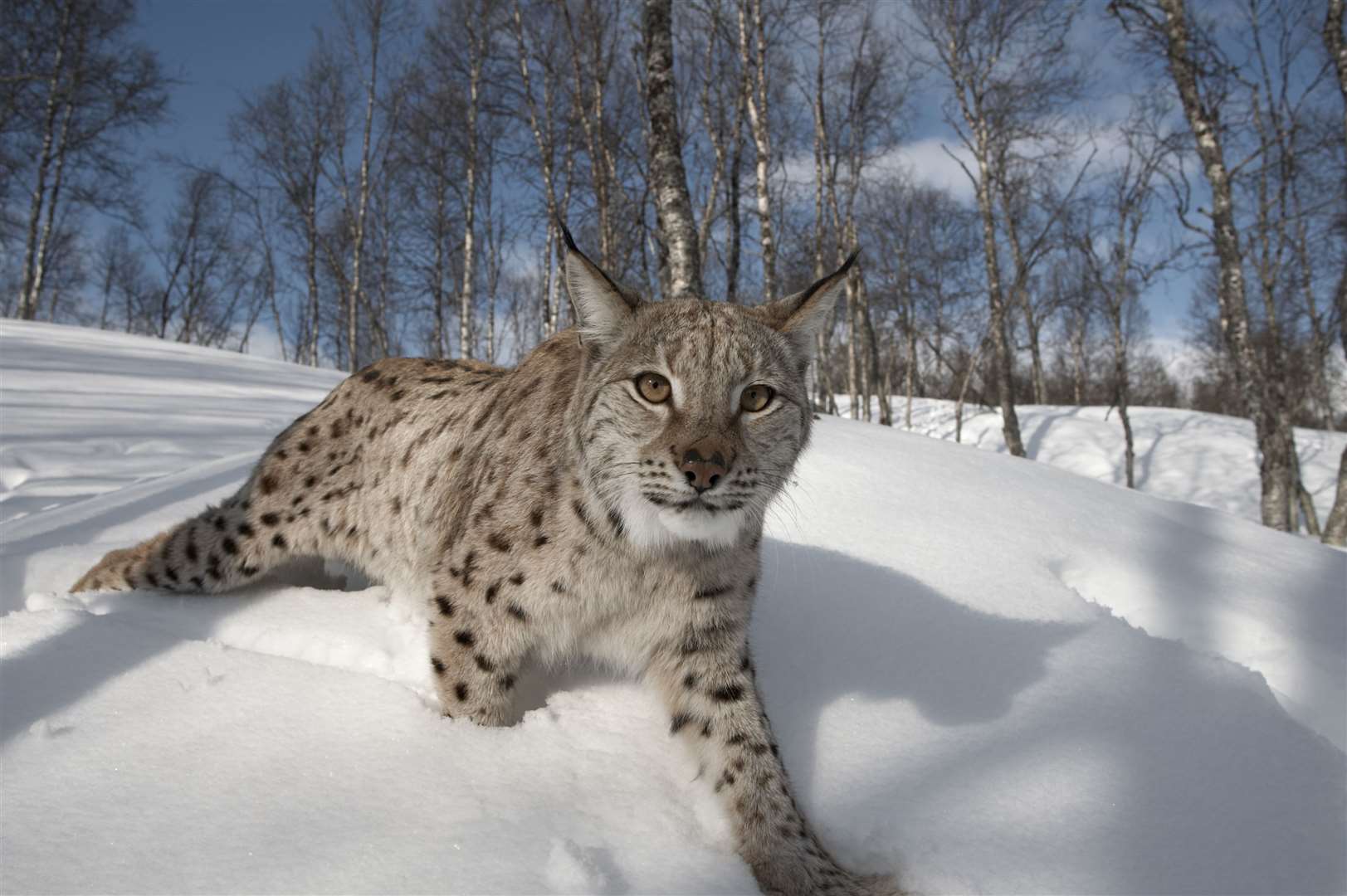 Long term plans could see the reintroduction of the lynx to parts of Scotland.