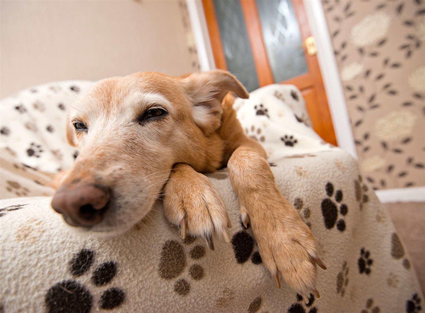 Young dog owners are being invited to take part in the unusual online competition. Picture: Joe Riley