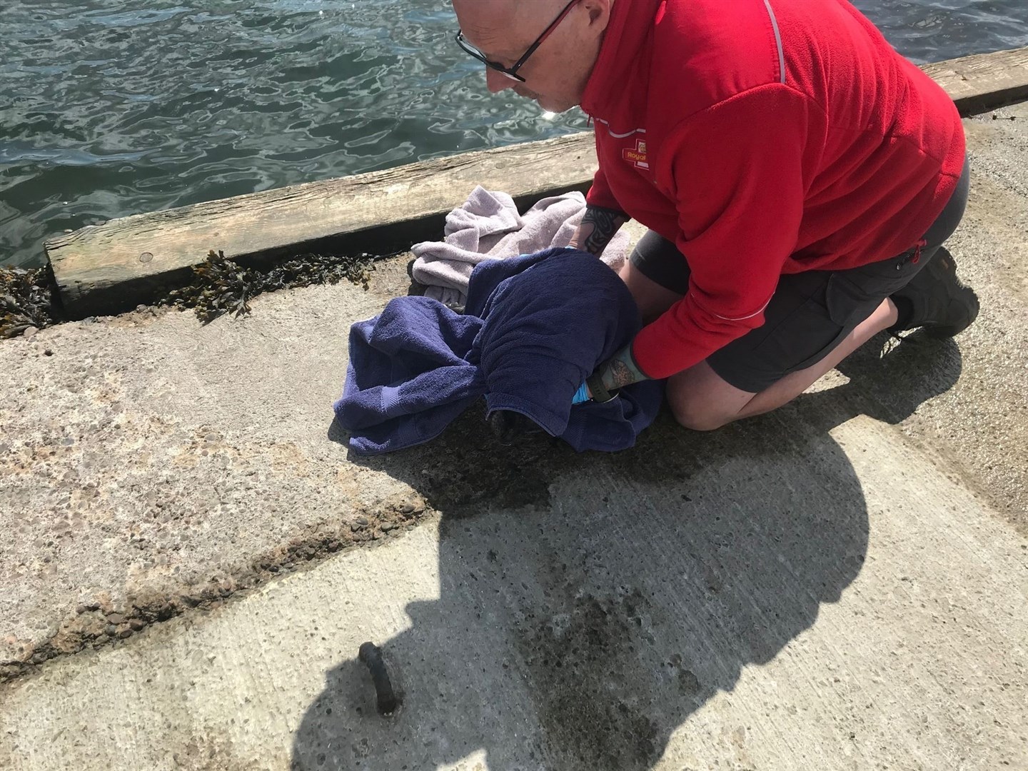 Dave Macdonald, of British Divers Marine Life Rescue, wraps the seal pup in a towel.