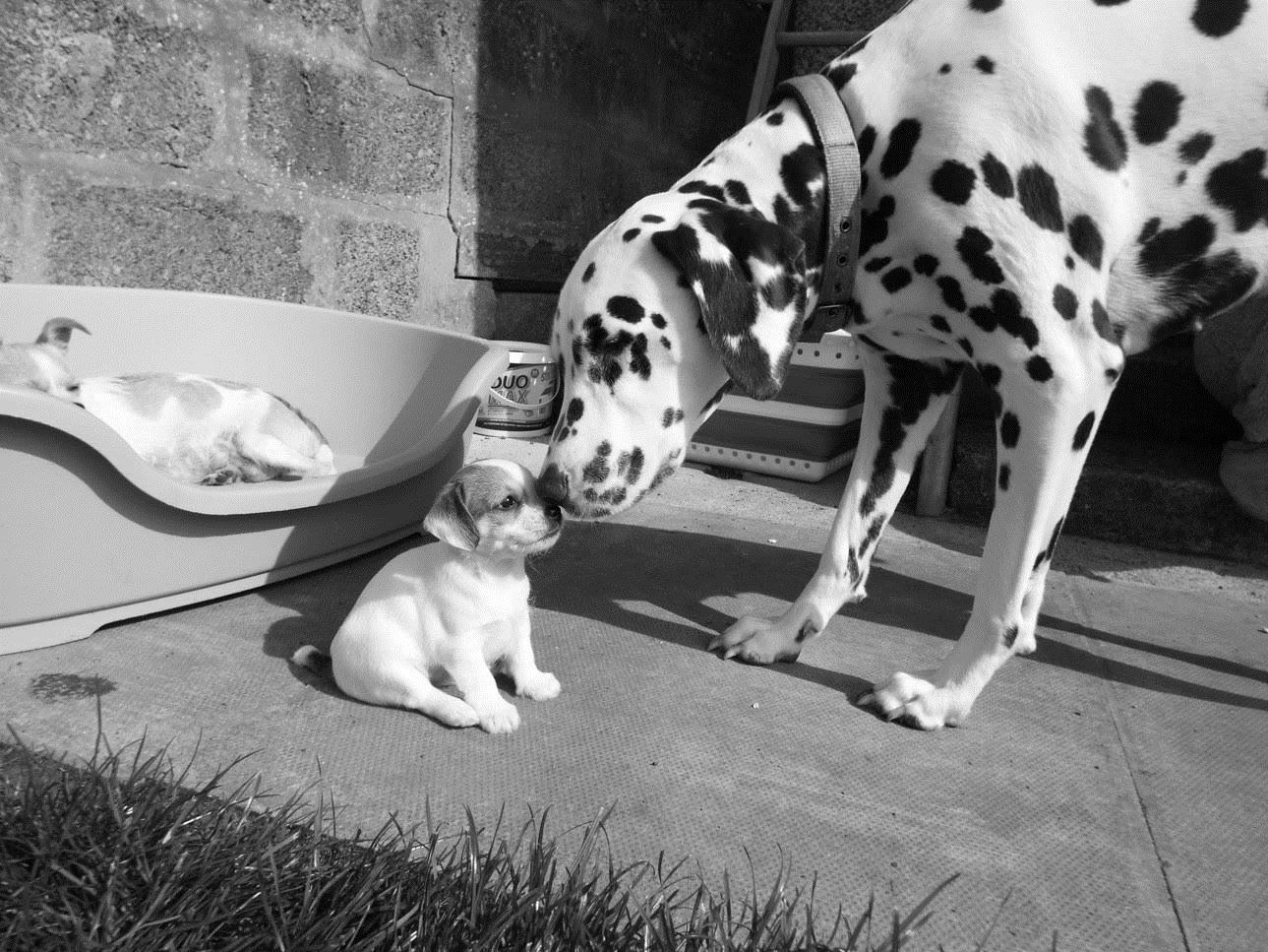 Dalmation Nova, meeting Sweet Pea for the first time. Owner Roddy MacKenzie