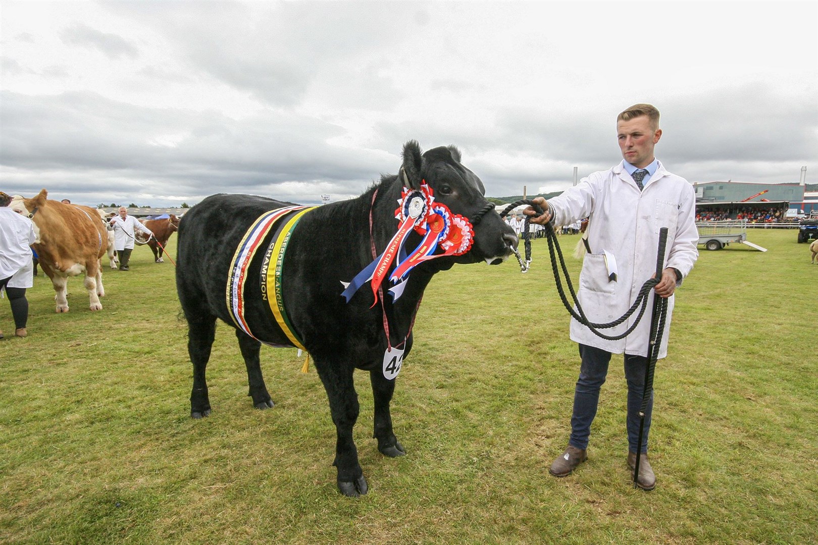 Aberdeen Angus Champion - A&K Rhind & Son, Newton of Struthers. Photo: Marc Hindley/Black Isle Show