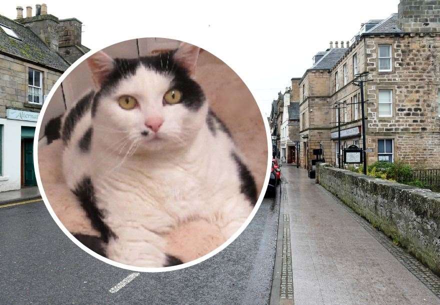 11-year-old Fluffy has been in the care of Tain & District Cat Protection for almost 250 days.