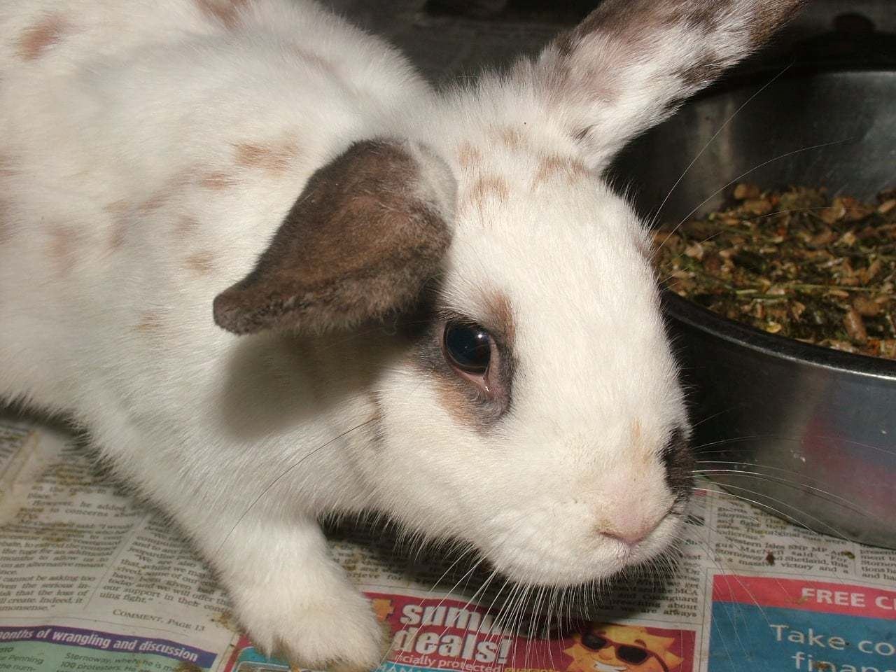 One of the rabbits rescued by the charity this year. Picture by: Munlochy Animal Aid.