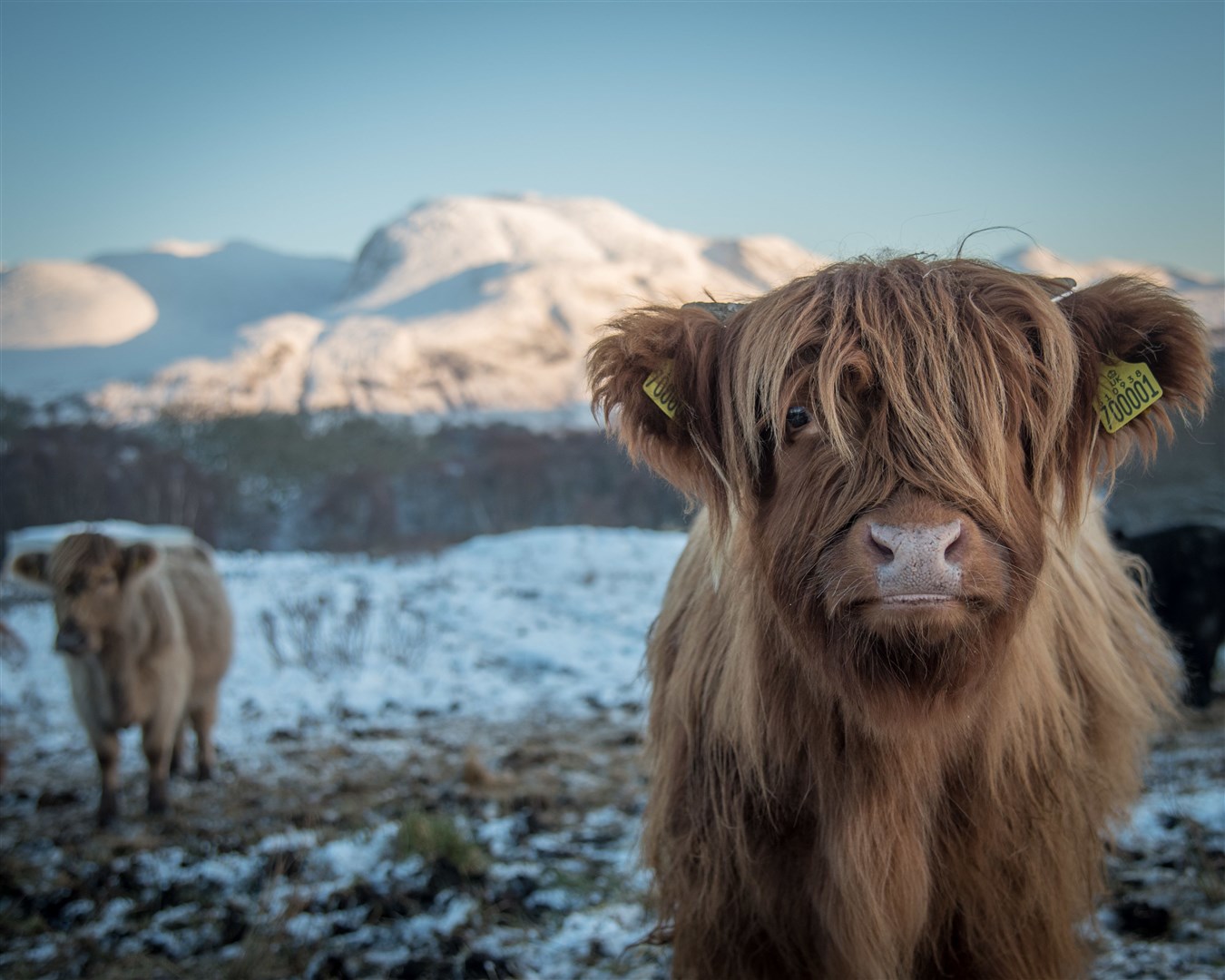 Highland cattle feature on the card sent by Kate Forbes.