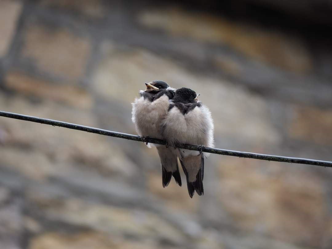 Birds on a wire. Picture: Alchemist