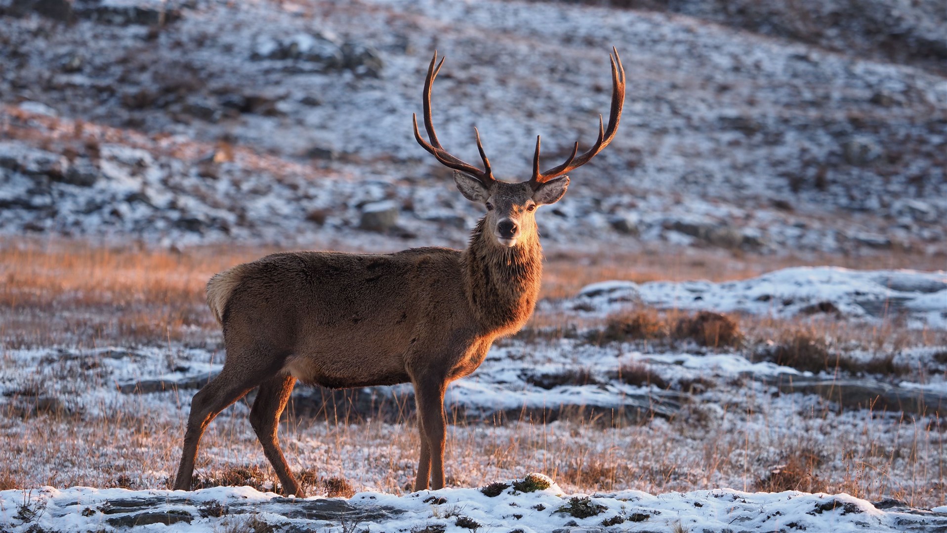 A stag braves the cold near Loch Fannich. We mustn't just 'put up with' tourism, says David Richardson. Picture by James McPake