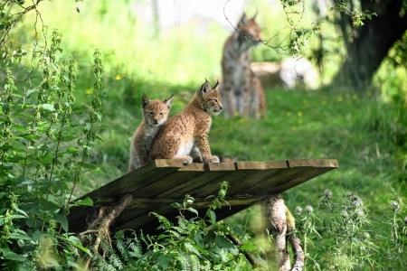 The lynx cubs are venturing outside their birthing den for the first time.