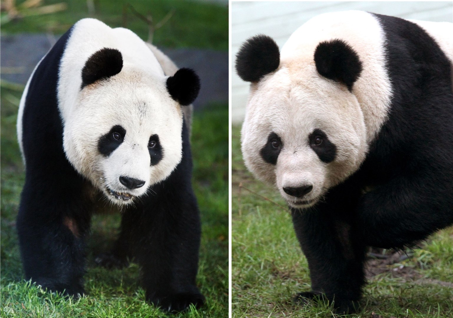 Yang Guang (left) and Tian Tian now live in separate enclosures (PA)