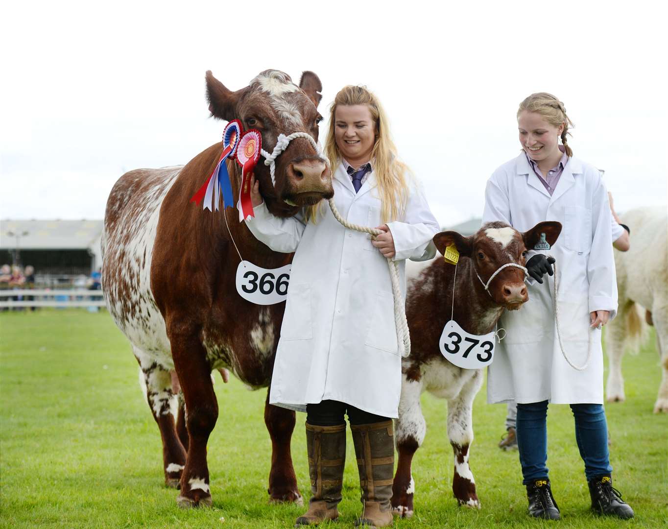 Action from the Black Isle Show in 2019.Shorthorn Champion Sally with calf Navigator from Auchmore, Muir of Ord with Iona Finlayson and Eilidh Mackenzie. Picture: Gary Anthony.