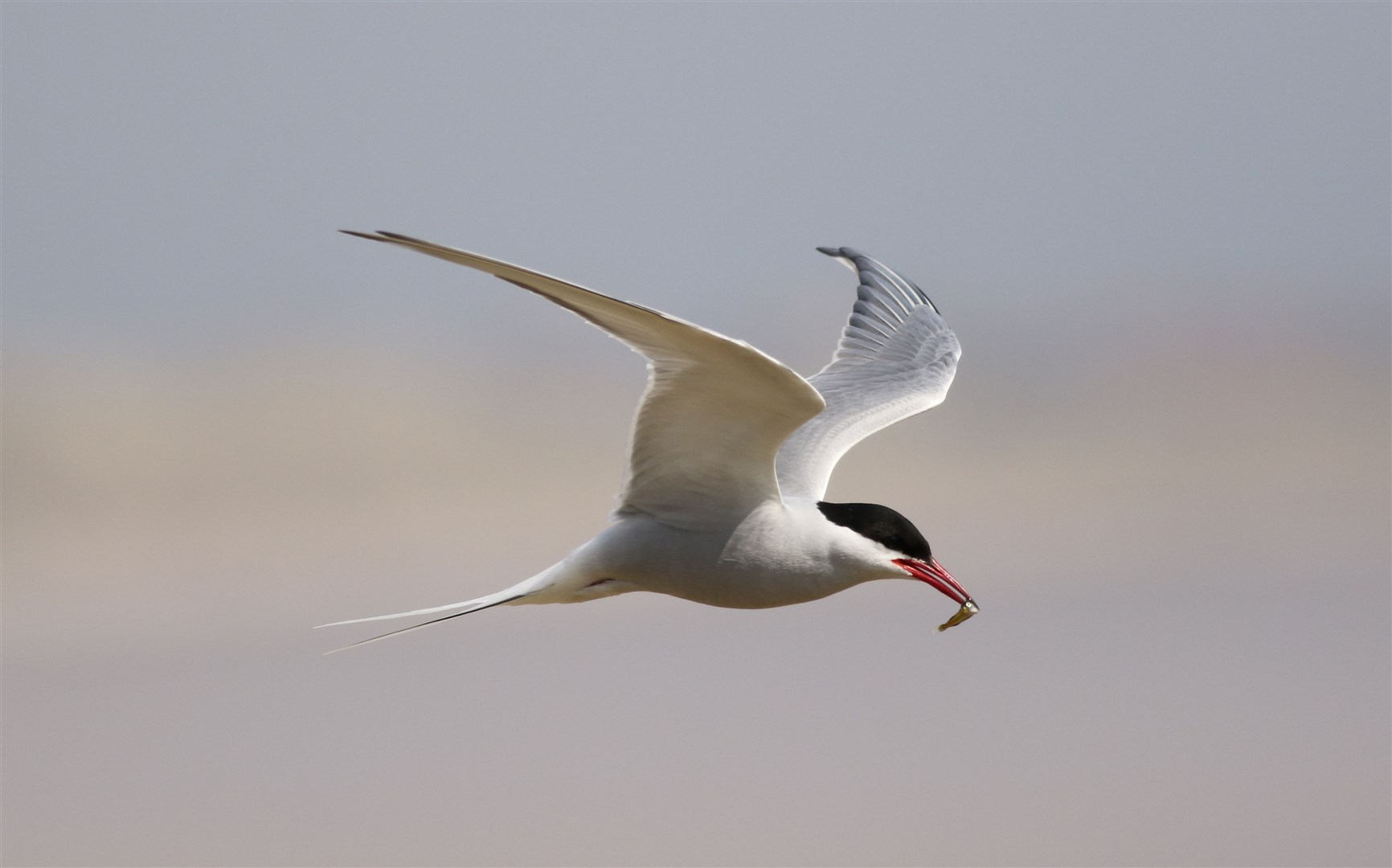 Arctic terns migrate from their northern hemisphere breeding grounds to the Antarctic and back again each year (Tim Robinson/National Trust/PA)