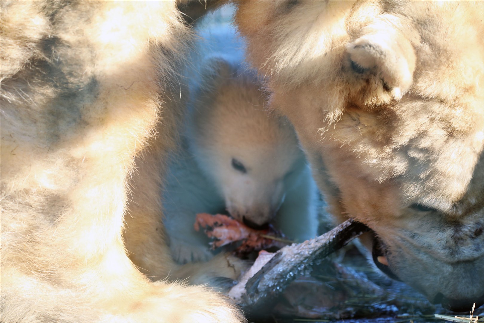 The little cub finds a cosy sanctuary in mum Victoria,