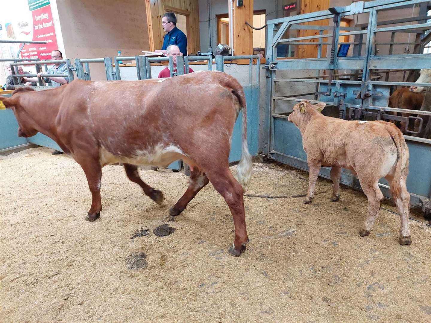 A packed ringside greeted the sale. Picture: Dingwall and Highland Mart