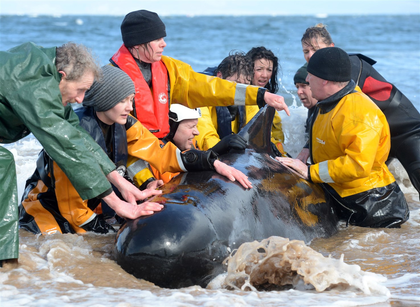 Pilot whale on Portmahomack beach being attended to by volunteers and members of the British Divers Marine Life Rescue. Picture: Gary Anthony.