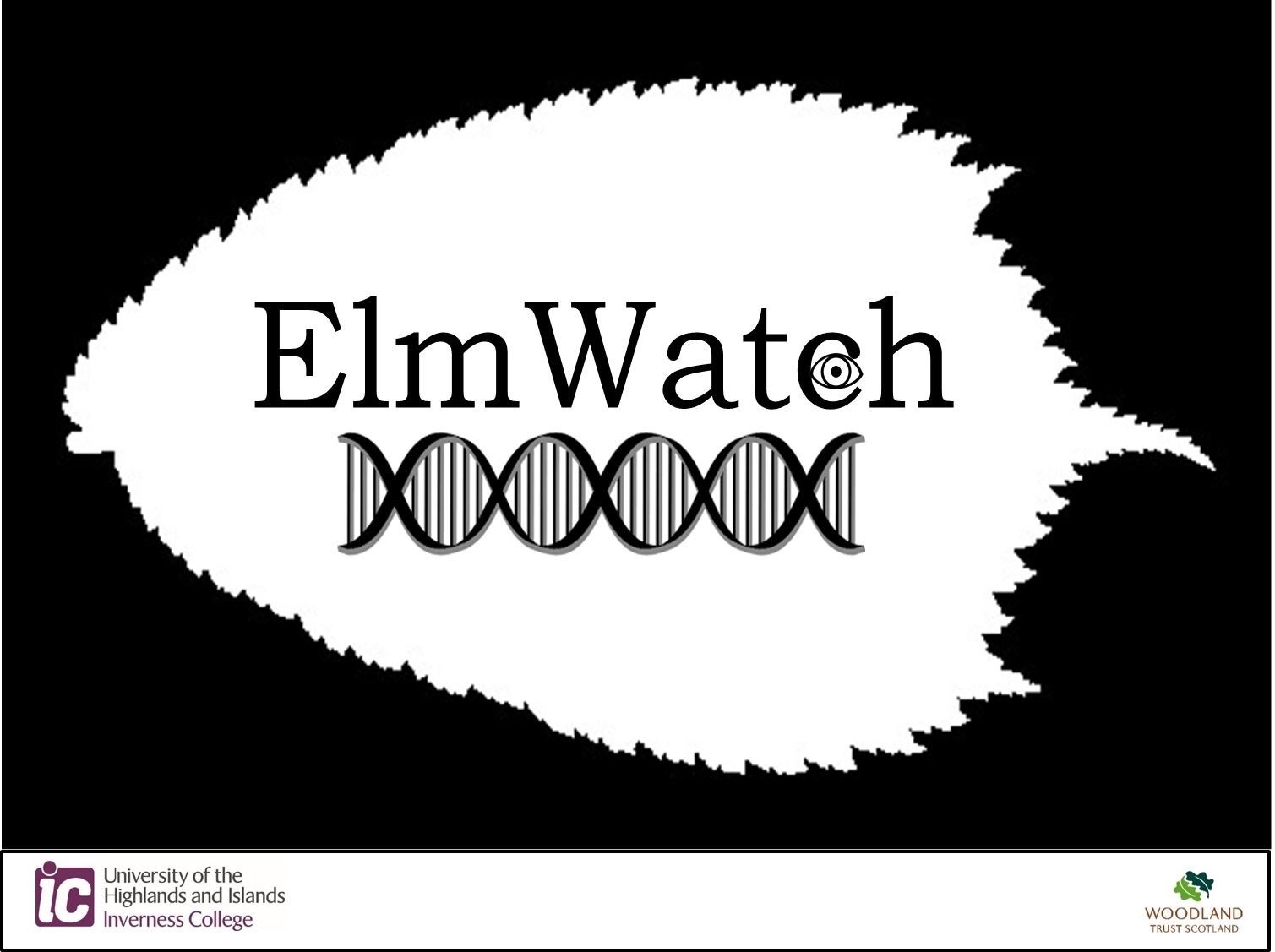 Elm Watch