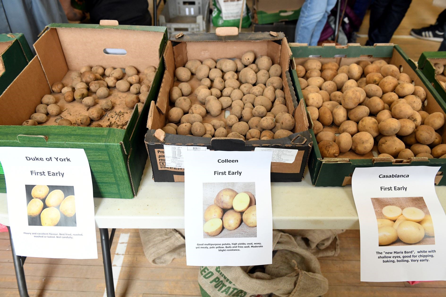 More than 40 varieties of seed potatoes will be available at the Black Isle Tattie Day.