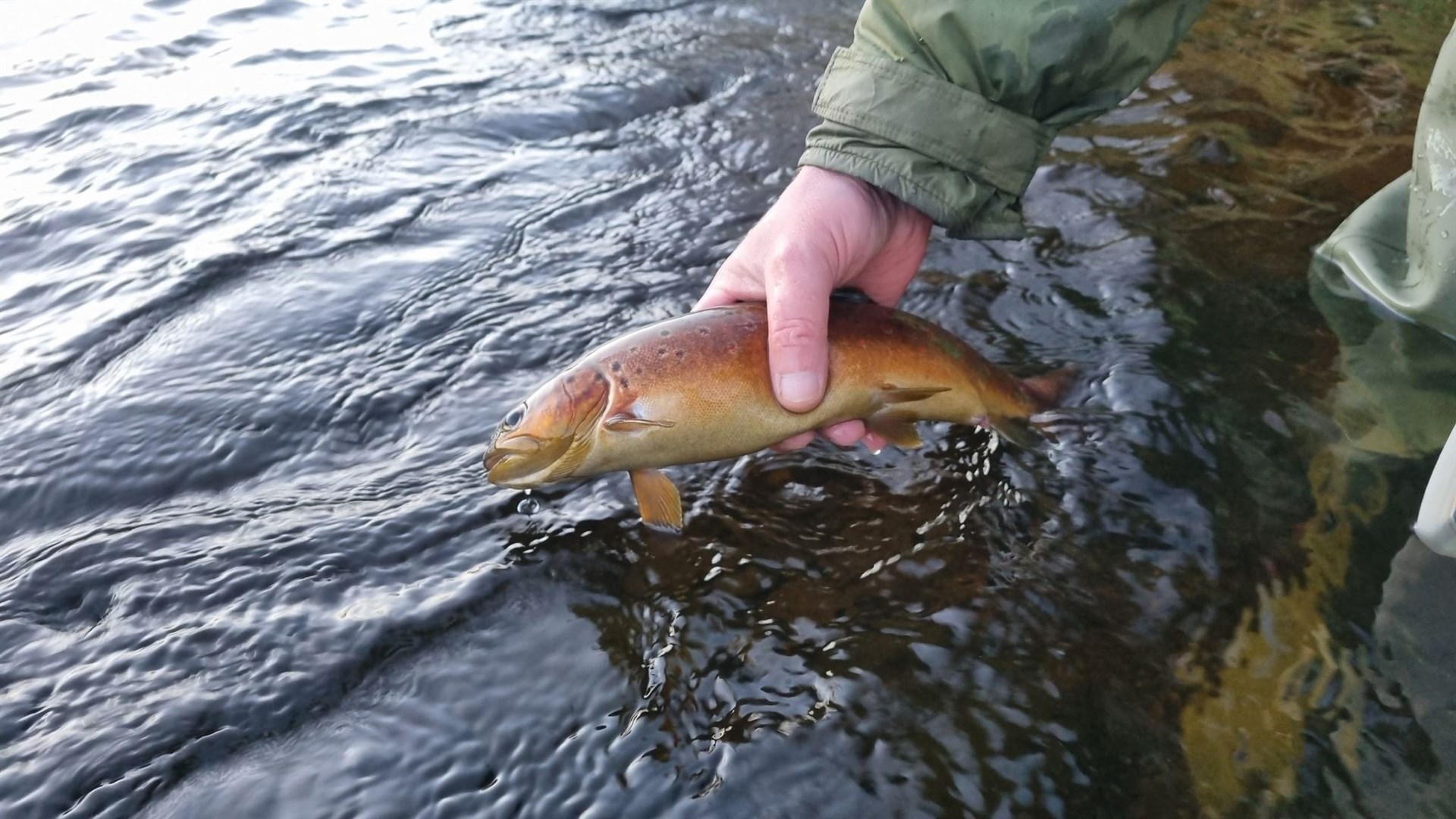 Released into the river.